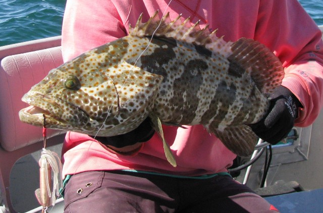 shark bay cod on a jig